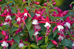 Tropical Flowers Prints: Fuchsia sp C017 / 7486