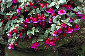 Summer Blooms UK Prints: Fuchsia Swanley Gem