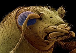 Prints of Weevil head. Coloured scanning electron micrograph (SEM) of the head of an endangered fungus weevil (Notioxenus sp.) Images Dated 2004 July: Fungus Weevil Head Print, SEM