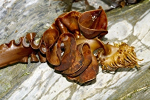 Furbelows seaweed, Saccorhiza polyschides Furbelows seaweed, Saccorhiza polyschides