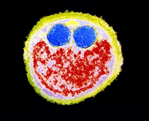 Fusobacterium nucleatum bacterium Fusobacterium nucleatum bacterium