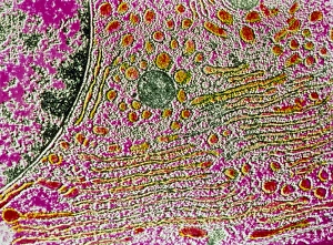 Electron Microscopy Images Prints: g4600031