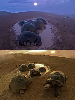 Galapagos giant tortoise thermoregulation Galapagos giant tortoise thermoregulation