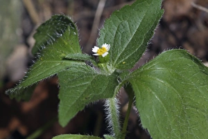 Wildflower Identification Prints: Galinsoga ciliata