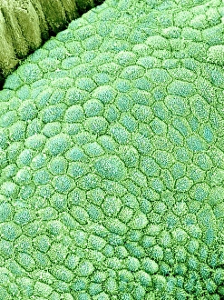 Coloured SEM Images Prints: Gallbladder surface, SEM C015 / 9613