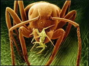 Images Dated 18th February 1997: Garden ant carrying a rose aphid, SEM