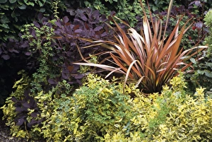 Garden foliage Garden foliage