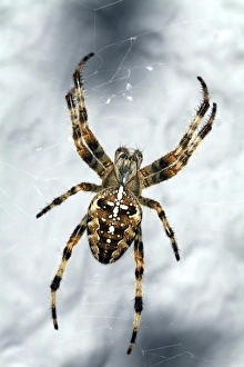 Prints of Garden spider (Araneus diadematus) in its web. This species is recognisable by its markings, which often form a white cross across its abdomen Images Dated 2007 July: Garden Spider Print in Web