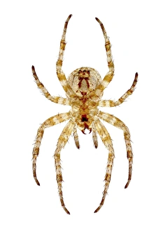 Light Micrograph Prints: Garden spider, light micrograph