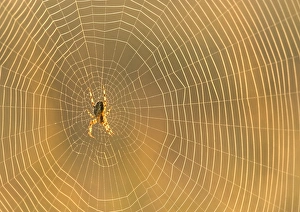 Garden Spider Prints: Garden spider on an orb web