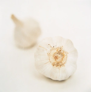 Garlic Print, Allium sativum