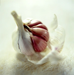 Garlic Bulb Print (Allium sativum)