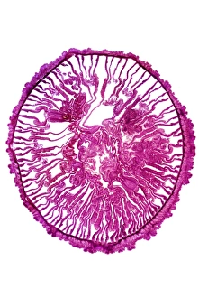 Marine Biology Images Prints: Gem anemone, light micrograph