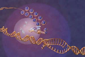 Prints of Gene expression. Computer artwork showing the process of transcription, the first stage or gene expression Images Dated 2012 December: Computer artwork of gene expression, Print