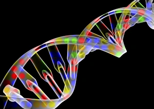 Images Dated 12th October 2012: Gene Switching Print: Coloured dots on a DNA helix model