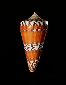 Marine Gastropod Mollusc Prints: General cone shell C019 / 1312