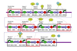 DNA Prints: Genetic Circuit Diagram Print