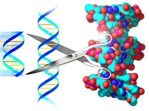DNA Double Helix Prints: Genetic engineering