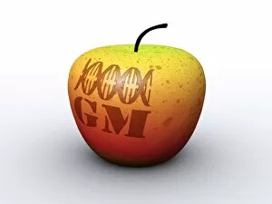 Images Dated 28th April 2005: Genetically modified apple, artwork