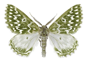 Geometer Moth Prints: Geometer moth C016 / 2292