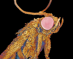 Compound Eyes Insect Prints: Geometer moth, SEM