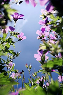 Cranesbill Flowers Prints: Geranium flowers