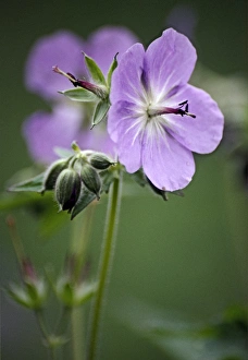 Red Geraniums Prints: Geranium (Geranium eriostemon)