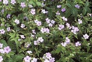 Geraniaceae Family Plants Prints: Geranium (Geranium nodosum)