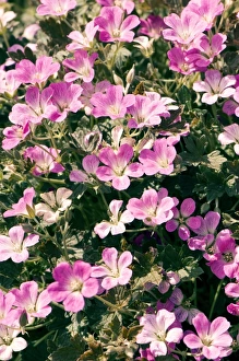 Pink Geraniums Prints: Geranium Orkney Cherry