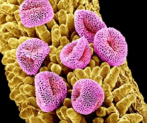 Scanning Electron Micrograph Of Pollen Prints: Geranium pollen, SEM C015 / 9155