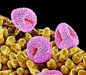 Geranium Pollen Print