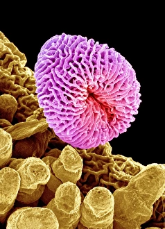 Pollen Grain Structure Prints: Geranium pollen, SEM C015 / 9159
