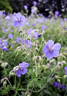 Botanical Images Prints: Geraniums