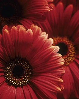 Botanical Images Prints: Gerbera flowers