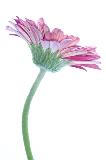 Gerbera Flower Prints: Gerbera (Gerbera sp. )