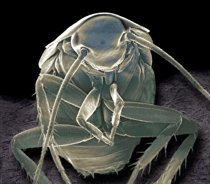 SEM Images Of Insects Prints: German cockroach, SEM