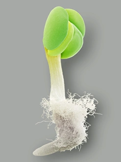 Germinated seed, SEM Germinated seed, SEM