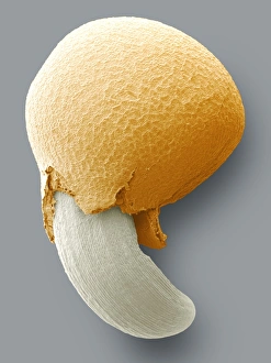Images Dated 25th June 2004: SEM Germinating Swede Seed Print