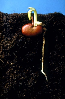 Seedling Growth Stages Prints: Germination of the broad bean