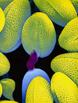 Turnip pollen germination print
