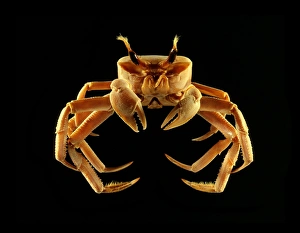 Camouflage In Nature Prints: Ghost crab