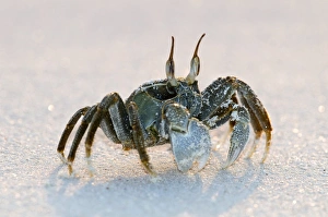 Sandy Shores Prints: Ghost crab on sand