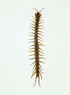 Prints of Giant centipede (Scolopendra sp.). Native to South America, this is one of the largest of the centipedes, reaching over 20 centimetres in length Images Dated 2003 April: Giant Centipede Print