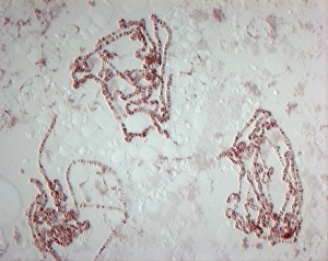 Images Dated 2nd March 2012: Giant Chromosomes Print, Light Micrograph