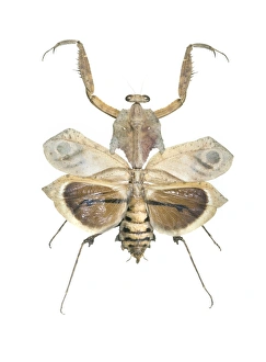Malaysian Wildlife Photos Prints: Giant dead leaf mantis