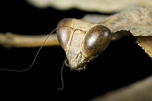 Southeast Asian Insects Prints: Giant dead leaf mantis head