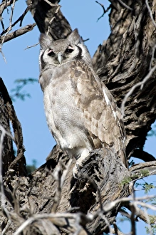 African Owl Species Prints: Giant eagle owl
