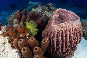 Prints of Giant frogfish (Antennarius commersonii), hidden amongst sponges in the Pulau Sipadan, Sabah, Malaysia Images Dated 2006 June: Giant Frogfish in Sponges Print