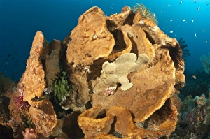 Giant frogfish on a large sponge Giant frogfish on a large sponge