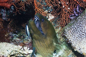 West Papua Wildlife Prints: Giant moray eel